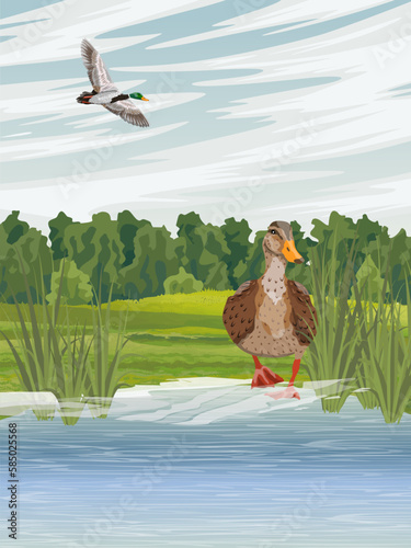 The duck stands on the shore of the lake. Vector realistic vertical landscape.