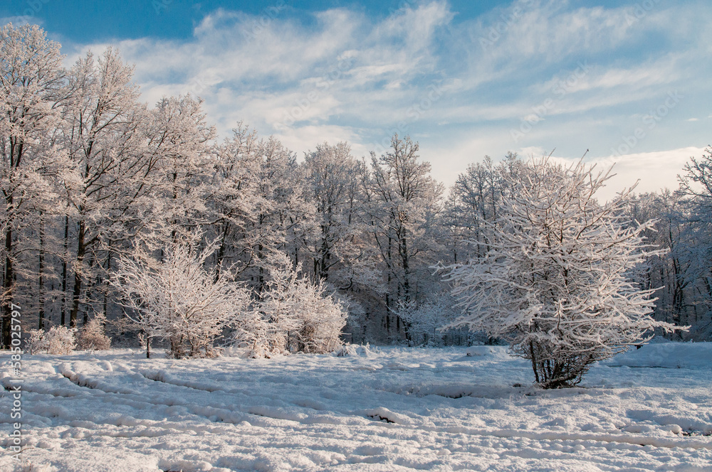 Winter Landscape