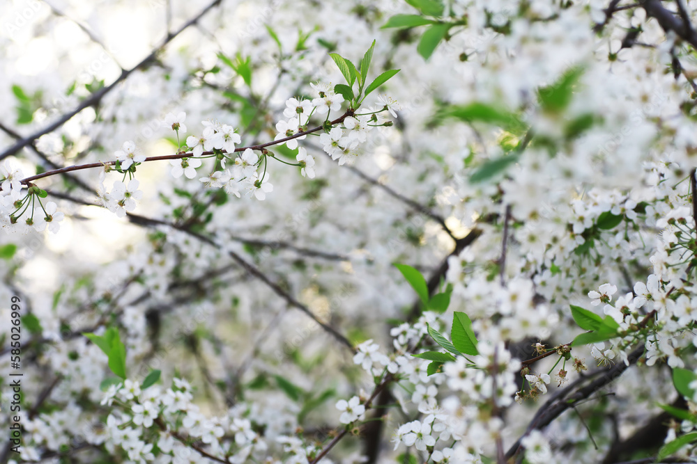 White flowers on a green bush. Spring cherry apple blossom. The white rose is blooming. White flowers on a green bush. Spring cherry apple blossom. The white rose is blooming.