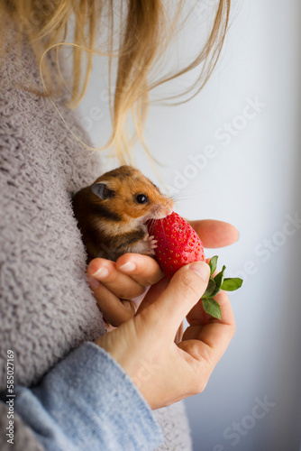 woman and hamster photo