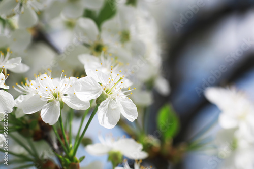 Fototapeta Naklejka Na Ścianę i Meble -  White flowers on a green bush. Spring cherry apple blossom. The white rose is blooming.
