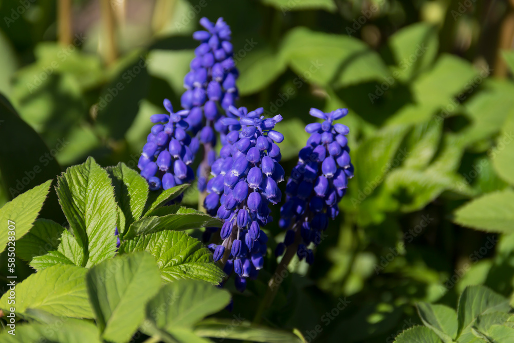 Bee on a grape hyacinth. Grape hyacinths background. Blue grape hyacinth. Blue floral background. Bee on a grape hyacinth. Grape hyacinths background. Blue grape hyacinth. Blue floral background.
