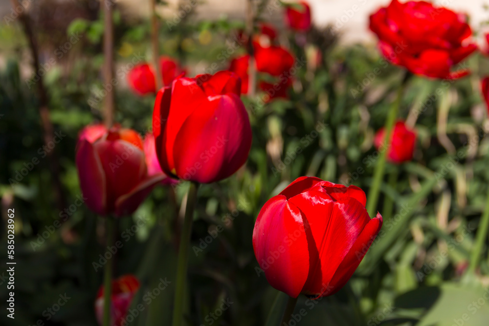 close-up of blooming red tulips. tulip flowers with deep red petals. forming flower arrangement background. close-up of blooming red tulips. tulip flowers with deep red petals. forming flower arrangement background.