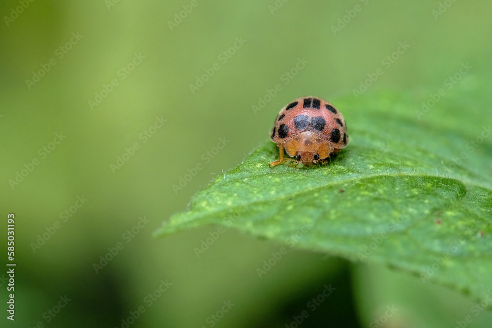ladybug on leaf ladybug on leaf
