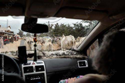 herd of cows and bulls strolling along a village road.