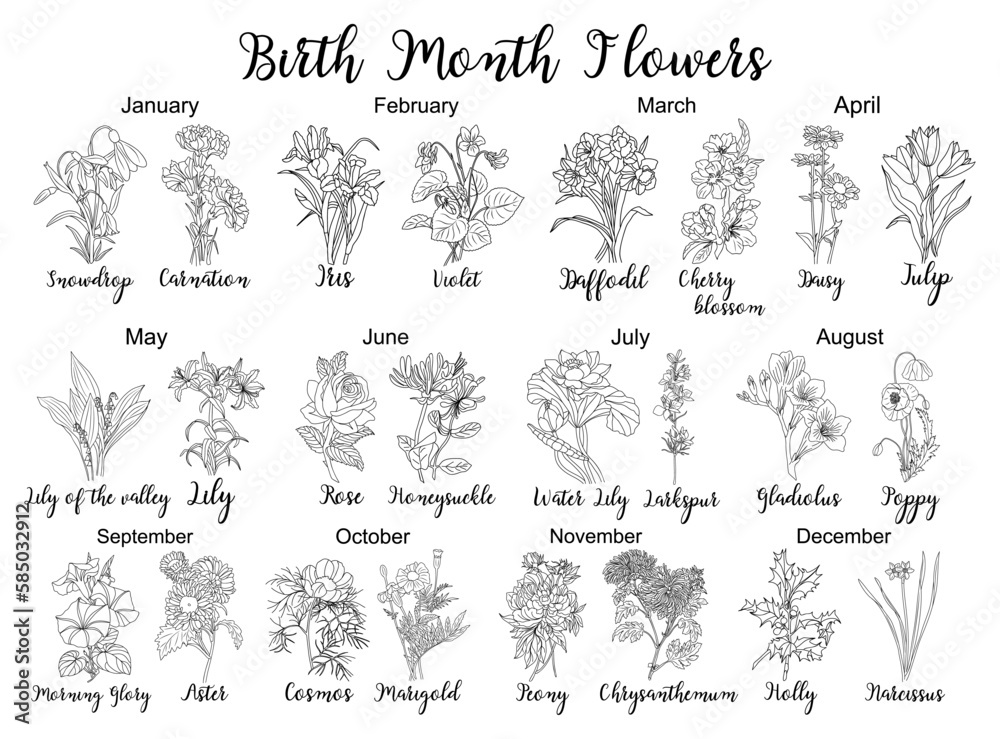 Set of flower line art vector illustrations. Carnation, daffodil