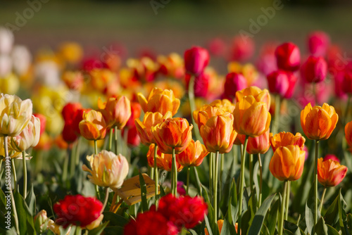 Tulip spring flowers bloom nature field garden photo