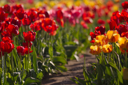 Tulip spring flowers bloom nature field garden