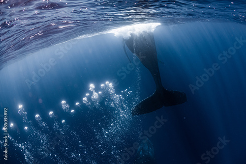Humpback Whale Tail
