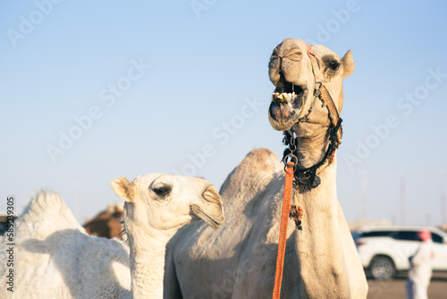 Two camels at the traditional camel market in Haf Al-Batin in Saudi Arabia
