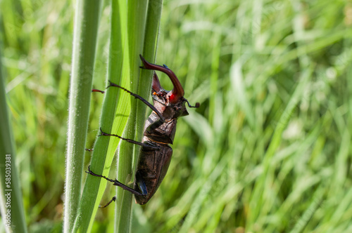 Stag Beetle (Lucanus Cervus L.) photo