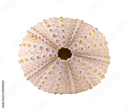sea urchin shell in high detail