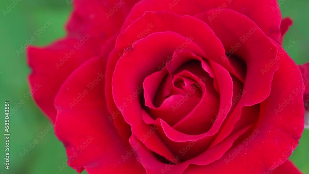 Close up, Beautiful red rose in the garden Close up, Beautiful red rose in the garden