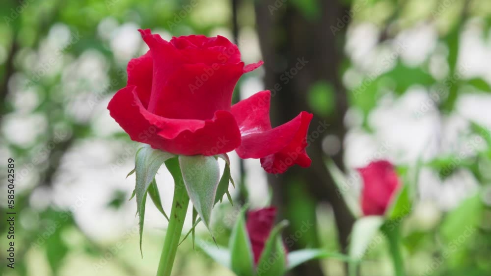 Close up, Beautiful red rose in the garden Close up, Beautiful red rose in the garden