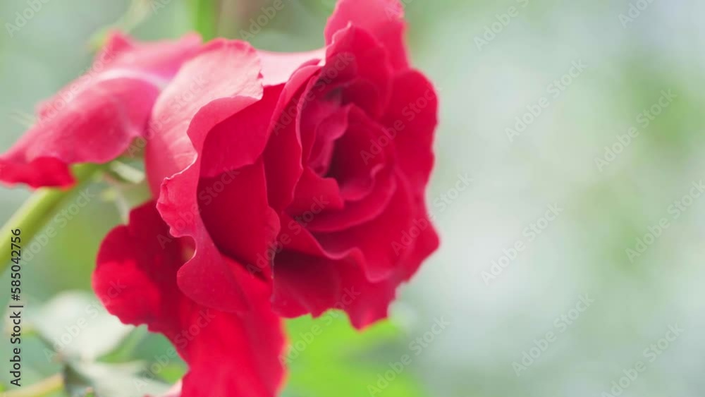 Close up, Beautiful red rose in the garden Close up, Beautiful red rose in the garden