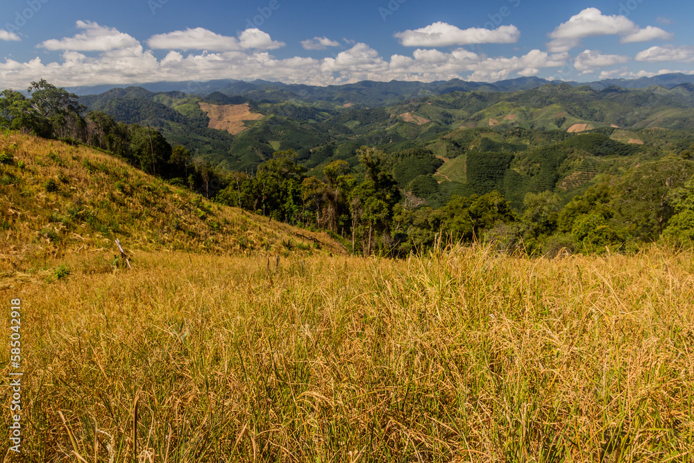 Upland rice field near Luang Namtha town, Laos