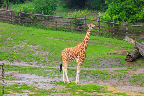 Very beautiful giraffe. Background with selective focus and copy space