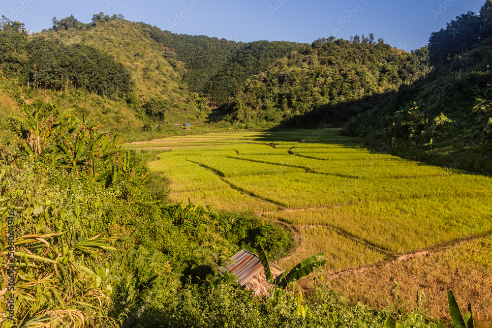 Rice fields in Nam Ha National Protected Area, Laos