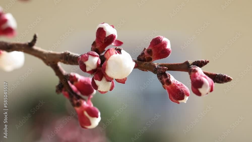 closeup of a blooming apricot tree with bees in spring, macro shot,Prunus armeniaca, spring background, closeup of a blooming apricot tree with bees in spring, macro shot,Prunus armeniaca, spring background,