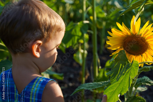 A child looks with interest at a sunflower leaf on a summer field. Focus on sunflower, selective focus, rear view. An inquisitive child. Summer cognitive rest