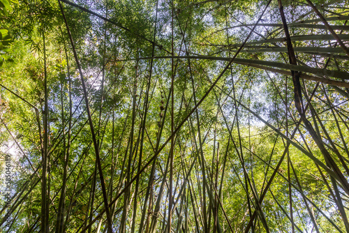Bamboo forest near Luang Namtha town, Laos