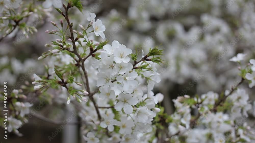 葉桜 桜が風に舞う 葉桜 桜が風に舞う