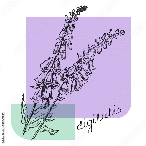 digitalis, foxglove, finger-flower, flower, vector, floral, nature, beauty, spring