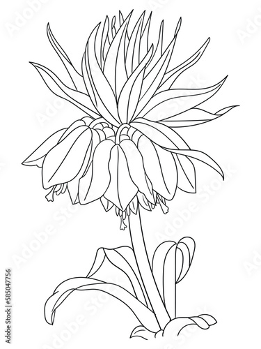 This intricate flower illustration is perfect for coloring enthusiasts of all ages. It features a variety of petals and leaves, ready to be brought to life with your favorite coloring tools.