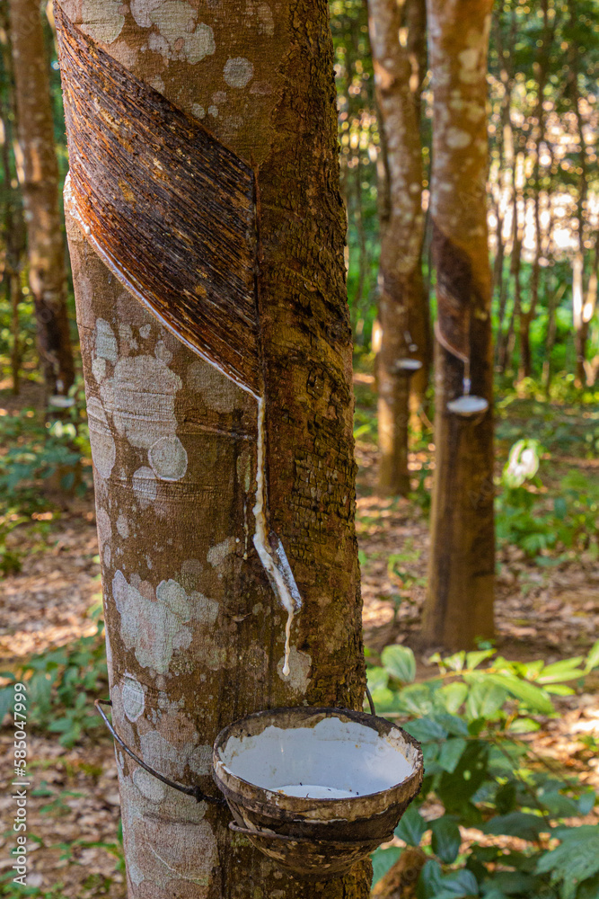 Rubber tree being tapped near Luang Namtha town, Laos Rubber tree being tapped near Luang Namtha town, Laos
