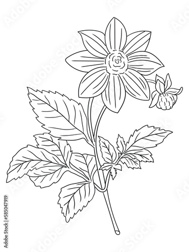 This intricate flower illustration is perfect for coloring enthusiasts of all ages. It features a variety of petals and leaves, ready to be brought to life with your favorite coloring tools.