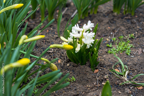 White beautiful hyacinths grow in the soil in the spring garden.