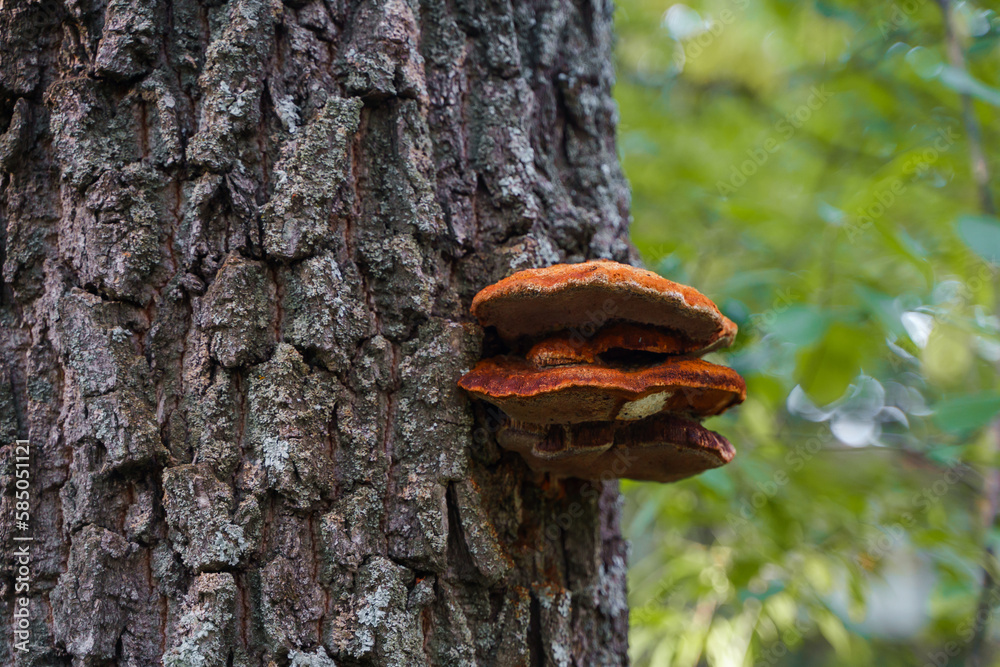 Mushrooms grow on tree bark during autumn Mushrooms grow on tree bark during autumn