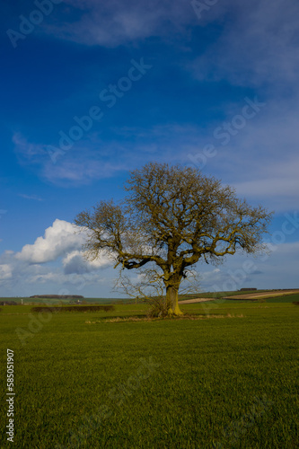 Yorkshire Wolds 1