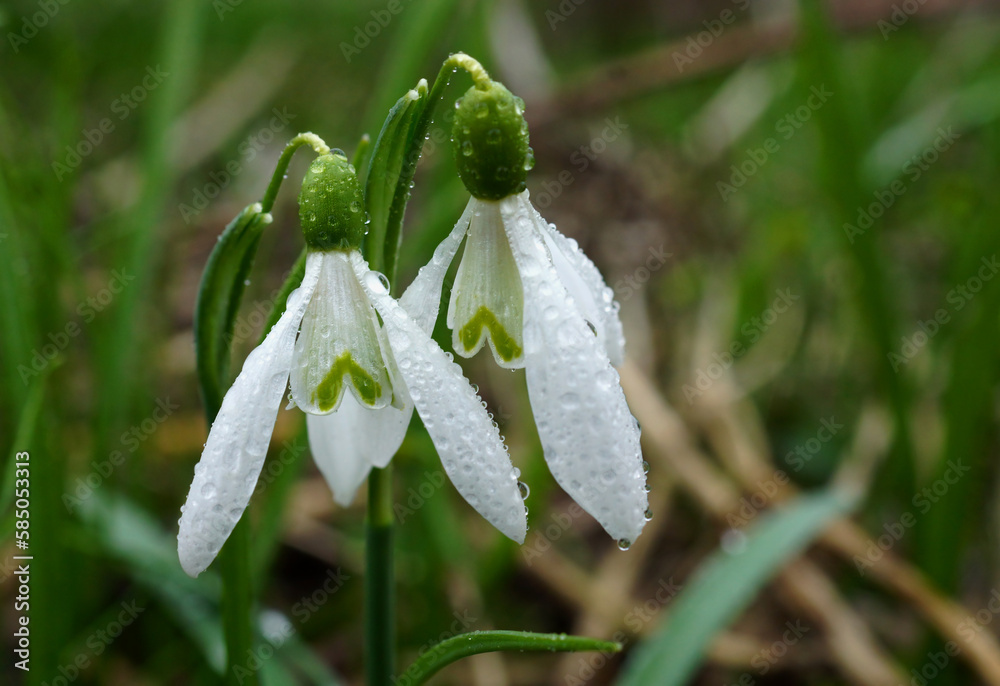 Flower heads of snowdrops with rain drops.