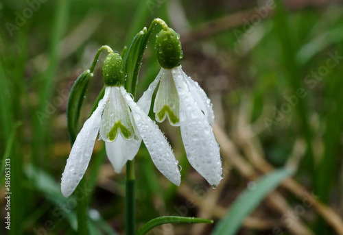 Obraz na płótnie Flower heads of snowdrops with rain drops. w salonie