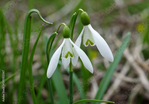 Obraz na płótnie Flower heads of snowdrops close up. w salonie