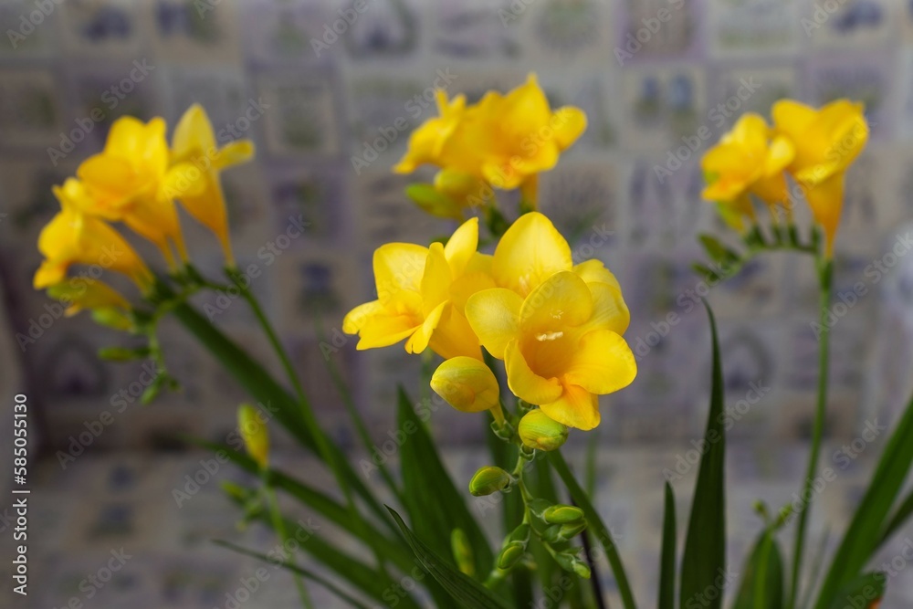 Φωτογραφία Close up blossom of beautiful yellow freesia flower (Iridaceae Ixioideae) on light textured background