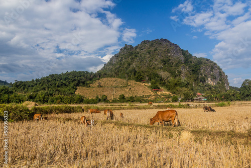 Cows in a rice stubble field near Muang Ngoi Neua village, Laos.