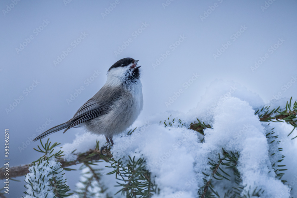 Obraz premium Willow tit (Poecile montanus)