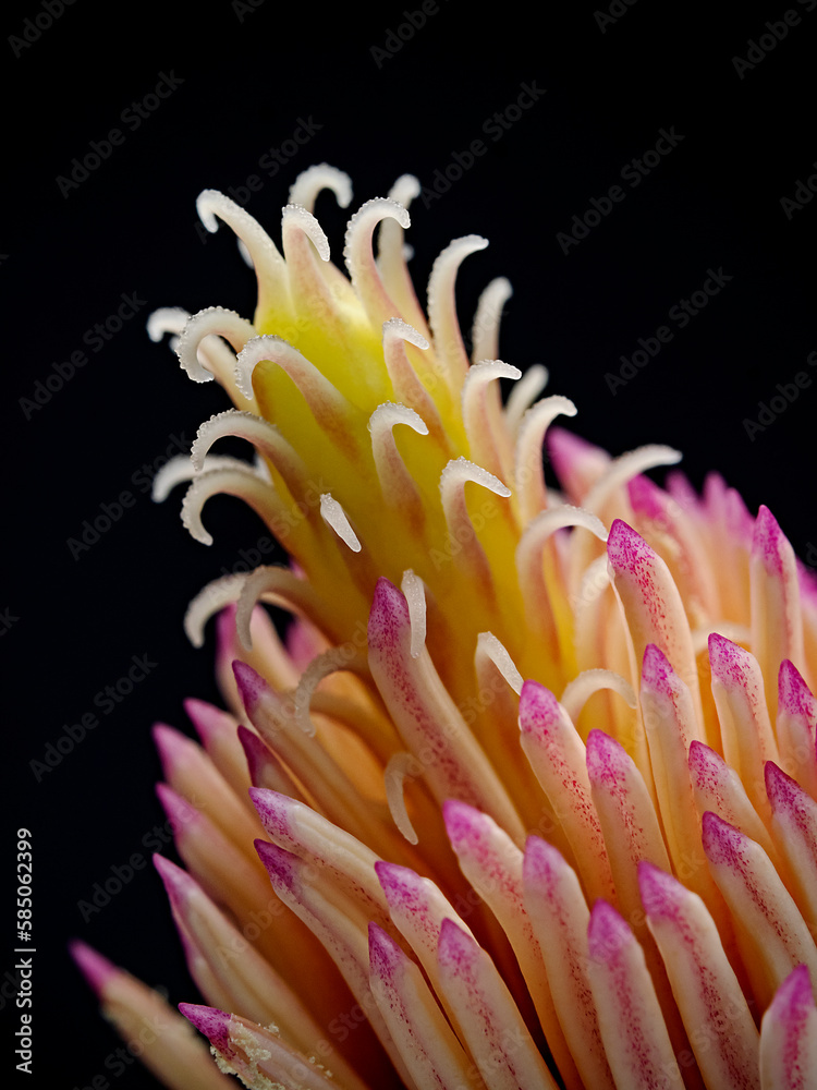 Magnolia pistils with black background Magnolia pistils with black background