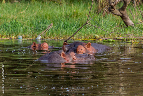 View of Hippopotamus (Hippopotamus amphibius) in Awassa lake, Ethiopia