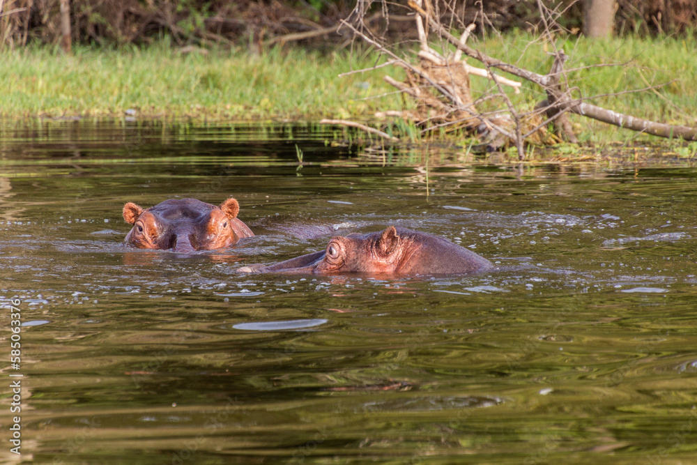 Obraz premium Hippopotamus (Hippopotamus amphibius) swimming in Awassa lake, Ethiopia