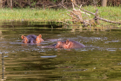 Hippopotamus (Hippopotamus amphibius) swimming in Awassa lake, Ethiopia