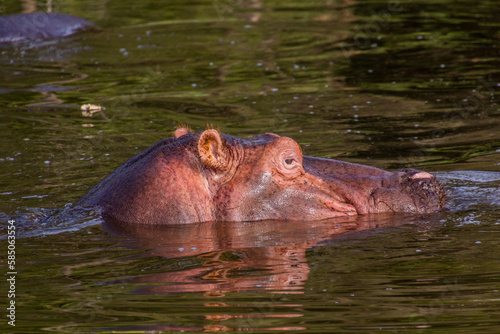 Hippopotamus (Hippopotamus amphibius) in Awassa lake, Ethiopia