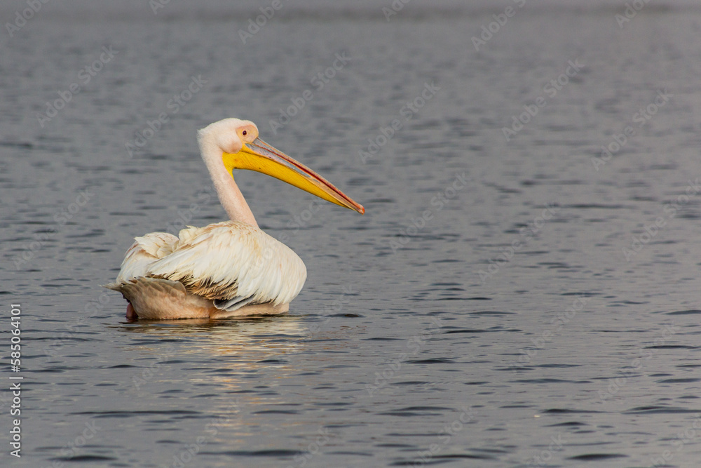 Great white pelican (Pelecanus onocrotalus) at Awassa lake, Ethiopia Great white pelican (Pelecanus onocrotalus) at Awassa lake, Ethiopia