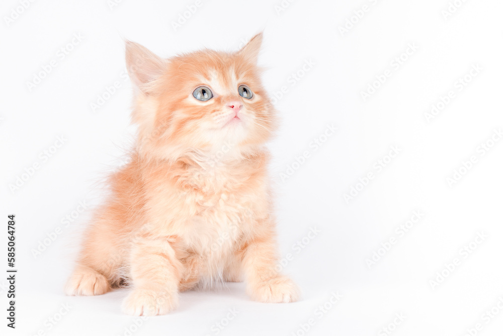 a small orange kitten sits on a light background
