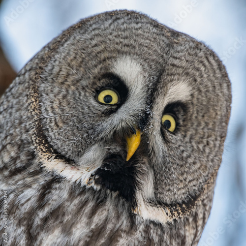 Big owl obscure portrait close-up