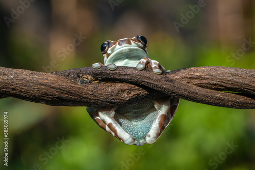 Amazon milk frog (Trachycephalus resinifictrix) is a large species of arboreal frog native to the Amazon Rainforest in South America © lessysebastian