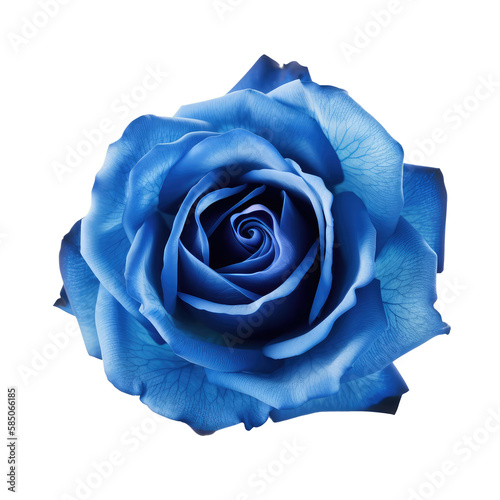 blue rose flower isolated on white
