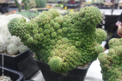 Beautiful cactus in market fair avalible for sale